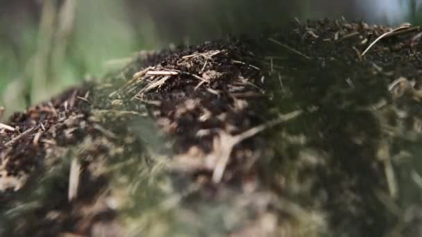 Κοντινά Πλάνα Από Μια Μυρμηγκοφωλιά Την Ηλιόλουστη Μέρα — Αρχείο Βίντεο