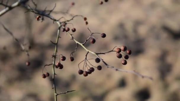 Zweig Getrockneter Beeren Großaufnahme Vogelbeere Frühlingszeit — Stockvideo