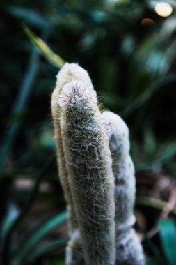 Yeşil arka plan üzerinde keskin iğneler ve pembe mor çiçek spin ile yeşil kaktüs.