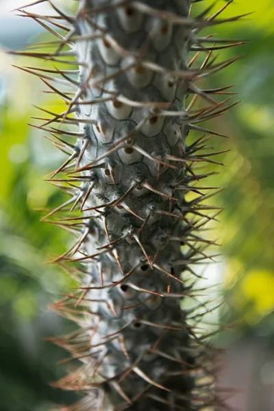 Groene cactus met scherpe naalden en roze paarse bloem spins op groene achtergrond. — Stockfoto
