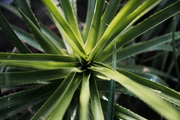 Cactus verde con aghi affilati e rosa viola fiore gira su sfondo verde . — Foto Stock