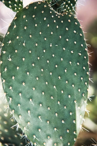 Cactus verde con aghi affilati e rosa viola fiore gira su sfondo verde . — Foto Stock