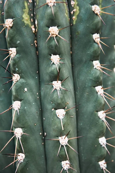 Cactus verde con aghi affilati e rosa viola fiore gira su sfondo verde . — Foto Stock