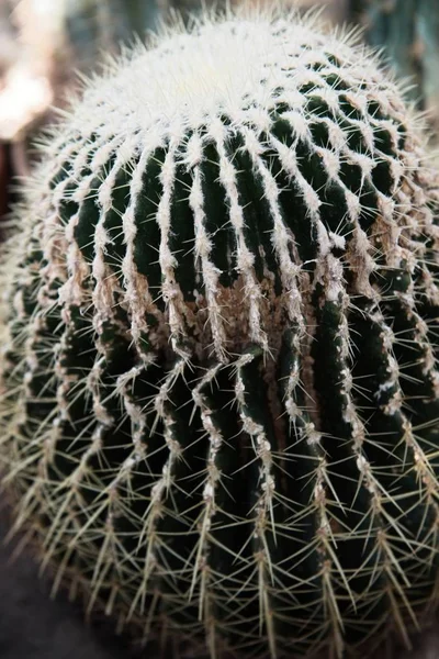 Green cactus with sharp needles and pink purple flower spins on green background. — Stock Photo, Image