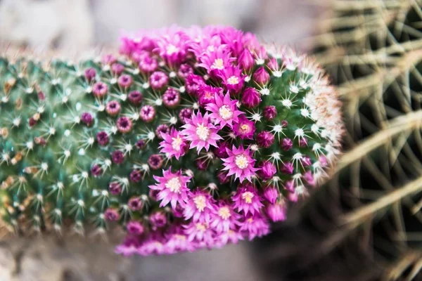 Green cactus with sharp needles and pink purple flower spins on green background.