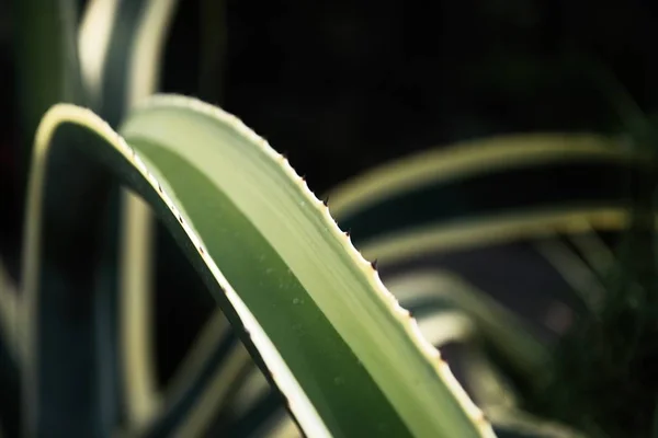 Cactus verde con aghi affilati e rosa viola fiore gira su sfondo verde . — Foto Stock