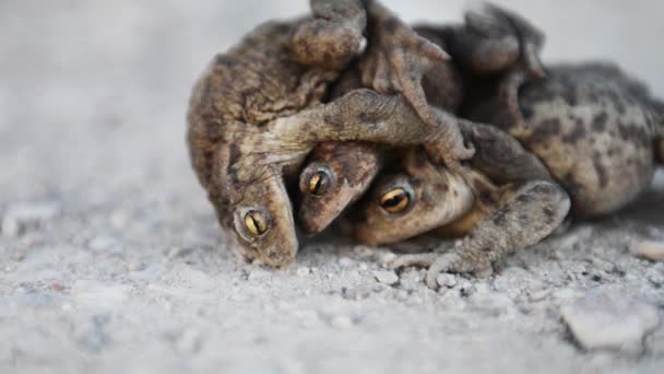 カエルが交尾する道路の交配のカエル 茶色の背景 お互いにカエル — ストック動画