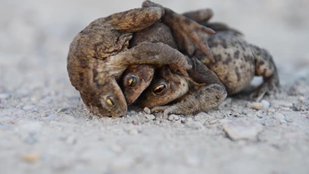 Kurbağalar Yenilir Kurbağa Yol Uzalı Kahverengi Arka Plan Birbirlerine Kurbağalar — Stok video