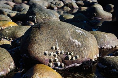 Cockle kabukları kayaların bir yatakta dinleniyor