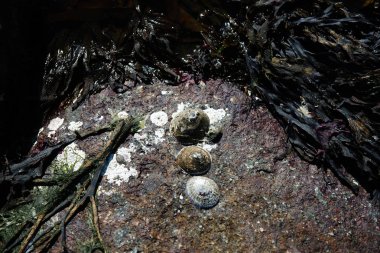 Cockle kabukları kayaların bir yatakta dinleniyor