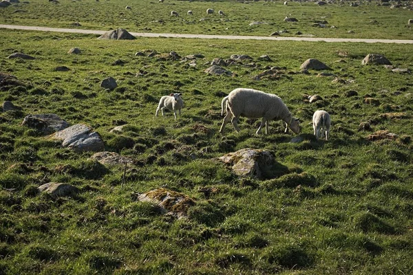 Moutons mangeant de l'herbe au camping vue sur la colline — Photo