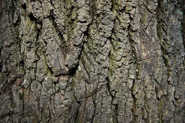 De schors van een boom bedekt met mos — Stockfoto