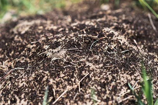 Formigueiro na terra entre o solo e plantas verdes — Fotografia de Stock