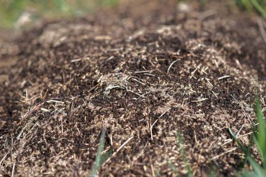 Toprak ve yeşil bitkiler arasında toprak içine Anthill