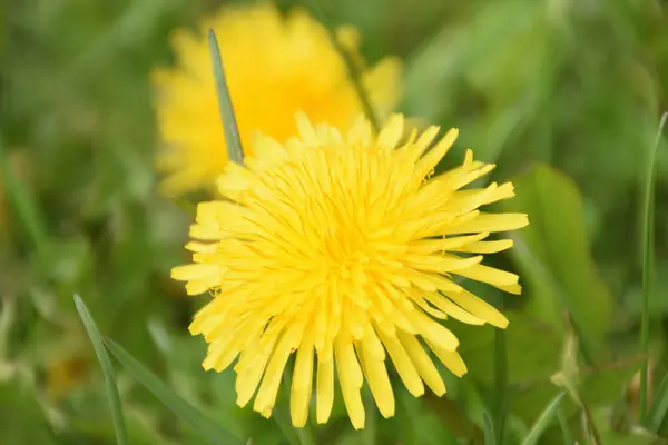 Цветущий Цветок Одуванчика Фоне Зеленой Травы — стоковое фото