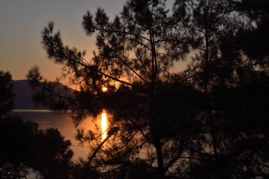 Sabahın köründe çam ağaçları deniz kıyısındaki dağların arkasından yükseliyor.