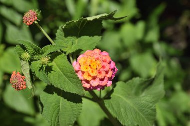 Küçük bir tatil köyünde Lantana çiçekleri açıyor.