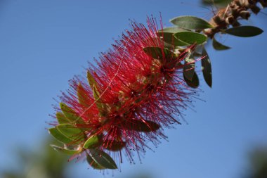 Mavi gökyüzü arka planında Callistemon çiçeği