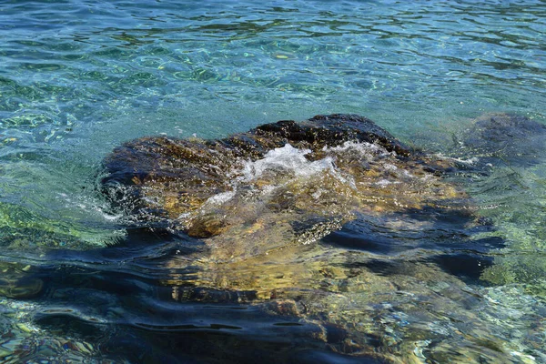 Underwater stone overgrown with algae and shells