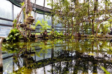 Real Orto Botanico Napoli sokakları yürüyüş