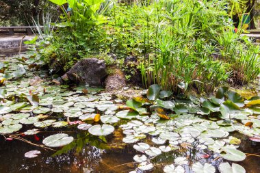 Real Orto Botanico Napoli sokakları yürüyüş