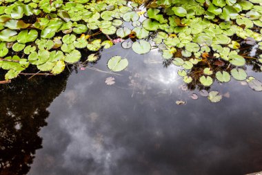Real Orto Botanico Napoli sokakları yürüyüş