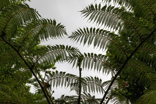 Idąc Przez Zaułkach Real Orto Botanico Neapol — Zdjęcie stockowe