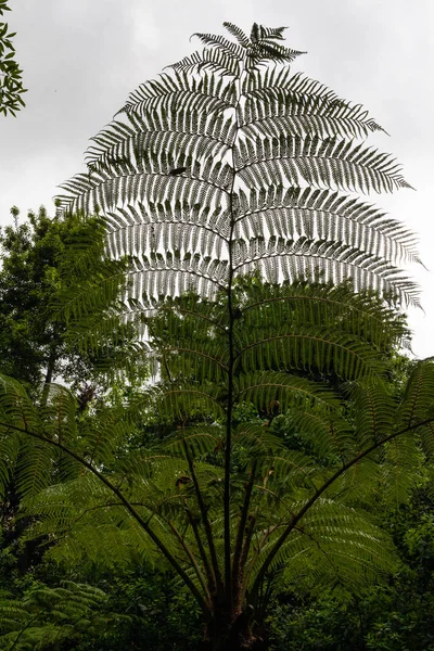 Procházel Uličkami Real Orto Botanico Neapole — Stock fotografie