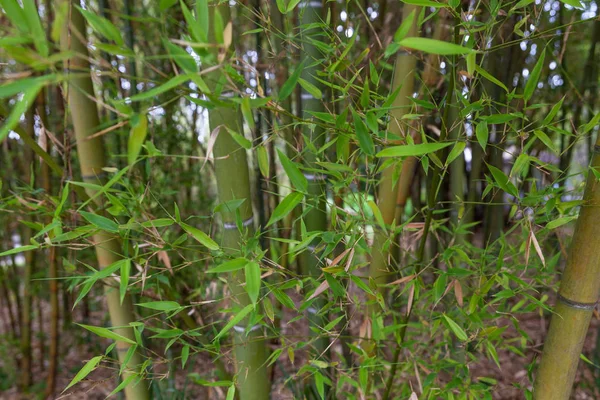 Real Orto Botanico Napoli Sokakları Yürüyüş — Stok fotoğraf