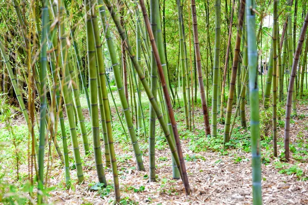 Spaziergang Durch Die Gassen Des Echten Orto Botanico Von Neapel — Stockfoto