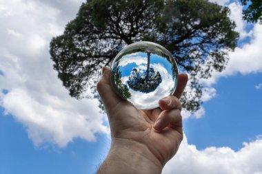 içinde bir ağaç resmi 