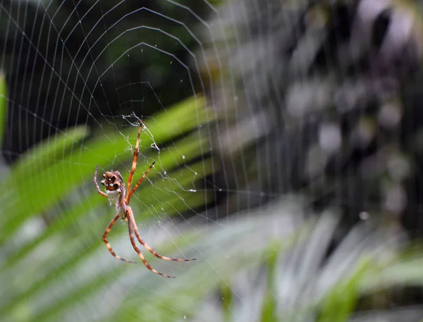 Tuin Spider Web Builder close-up na regen — Stockfoto