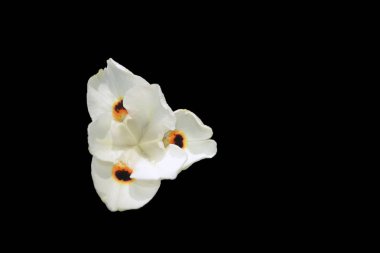 beyaz çiçek portre