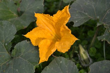 Sarı kabartma çiçeği doğada