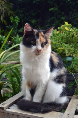 sevimli üç renkli kedi