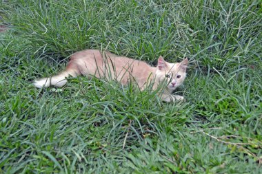 Sarı yaban kedisi inh çim