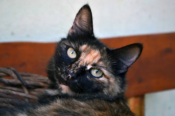 Schattige Driekleurige Kat — Stockfoto