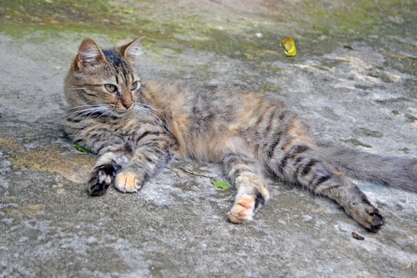 Niedliche dreifarbige Katze — Stockfoto