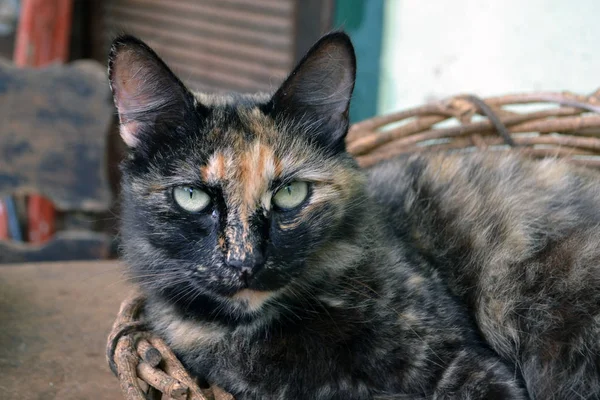 Kucing tiga warna yang lucu — Stok Foto