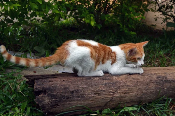 Kot drapanie pazurów — Zdjęcie stockowe