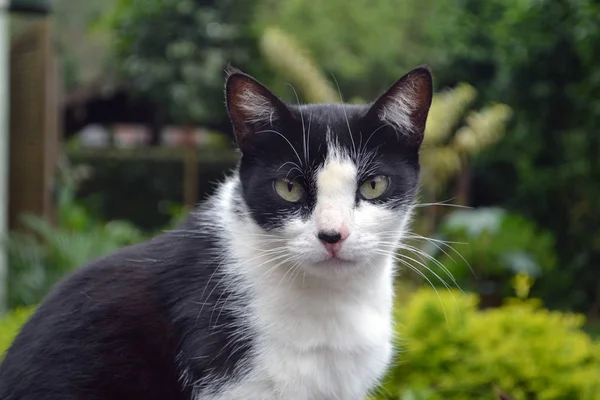 Kucing liar hitam dan putih — Stok Foto