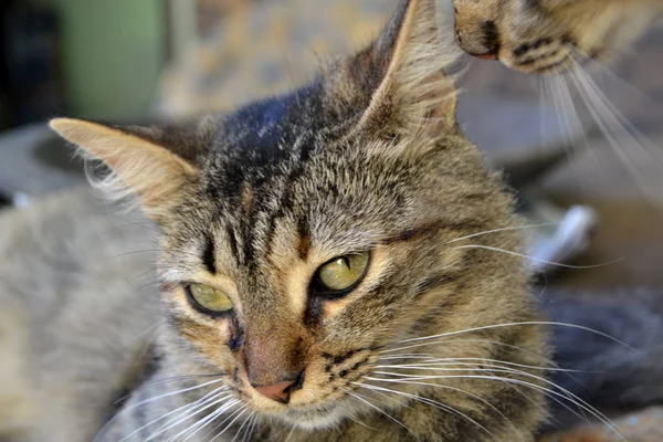 Kucing tiga warna yang lucu — Stok Foto