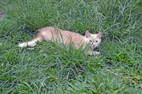 Amarelo gato selvagem inh grama — Fotografia de Stock