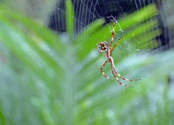 Jardin araignée Web Builder Fermer après la pluie — Photo