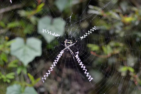 Garden Spider Web Builder Fechar após a chuva — Fotografia de Stock