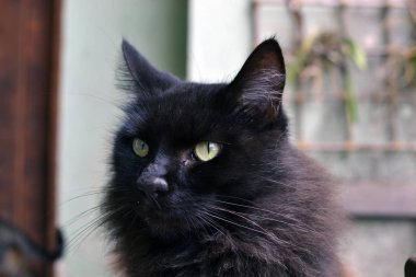 Sarı gözlü siyah kedi yakın çekim