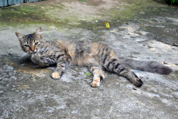 Gato salvaje camuflado de tres colores —  Fotos de Stock