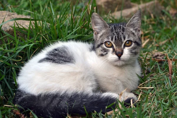 Cute litle Kitten leżącego na trawie patrząc — Zdjęcie stockowe