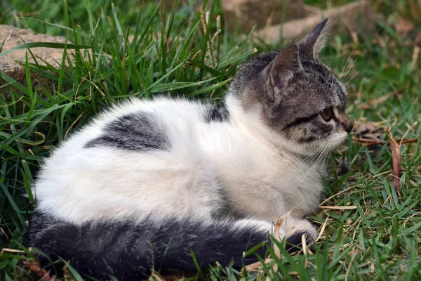 Gatinho bonito litle deitado na grama olhando — Fotografia de Stock