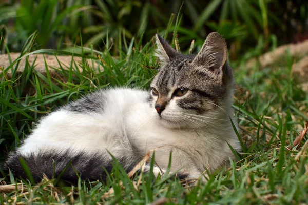 Gatinho bonito litle deitado na grama olhando — Fotografia de Stock